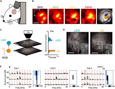 Neuronal Avalanches in Input and Associative Layers of Auditory Cortex